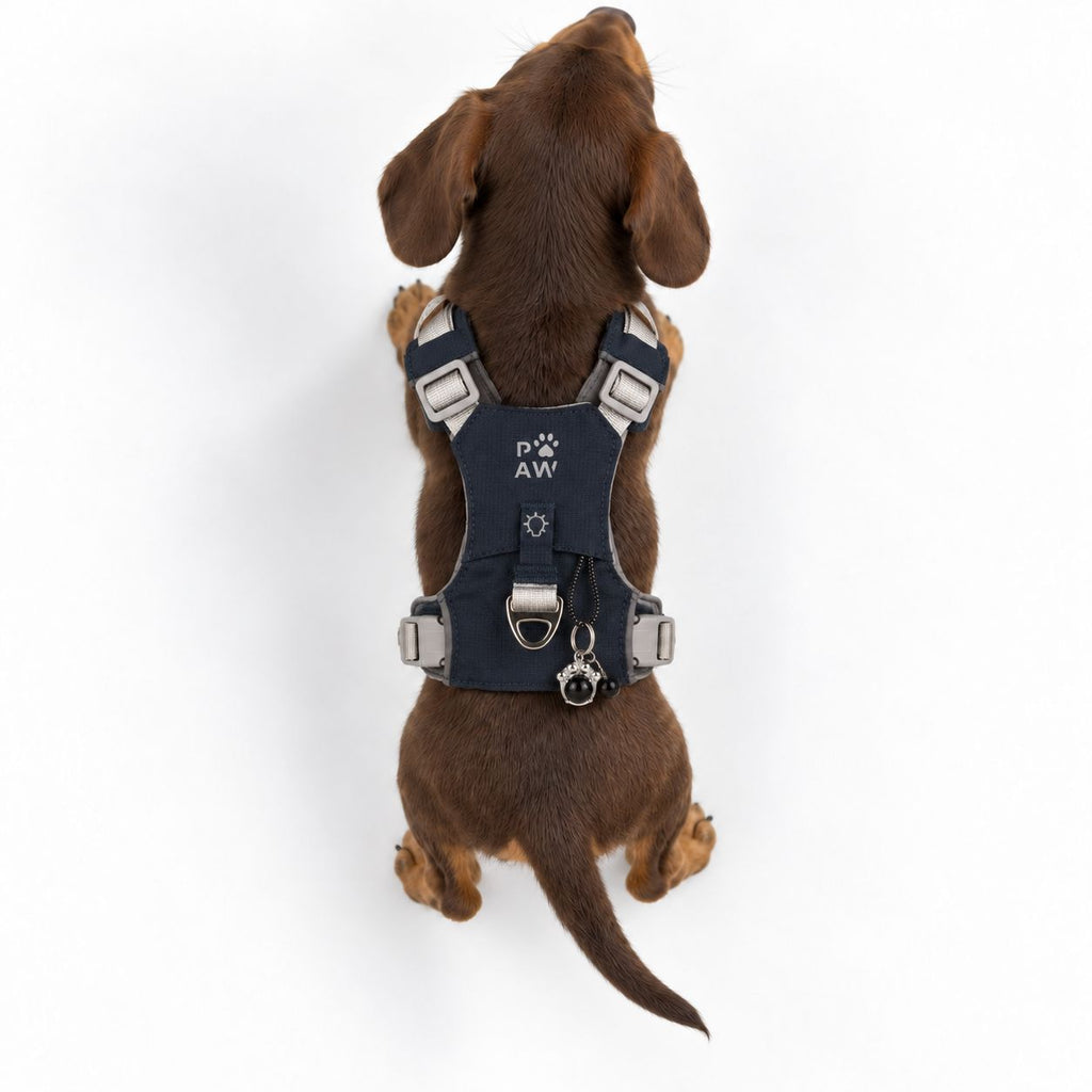 Pettorina Guardian grigio roccia con ciondolo in ossidiana nera – taglia XS (2–4 kg)